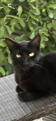Lost Male Cat last seen southwest 92nd street 120th ave, The Crossings, FL 33186