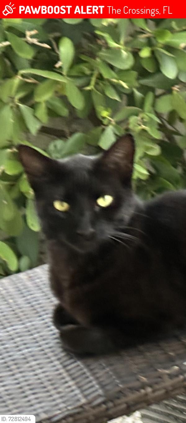 Lost Male Cat last seen southwest 92nd street 120th ave, The Crossings, FL 33186