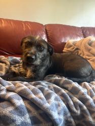 Found/Stray Female Dog last seen unknown, Palatka, FL 32177