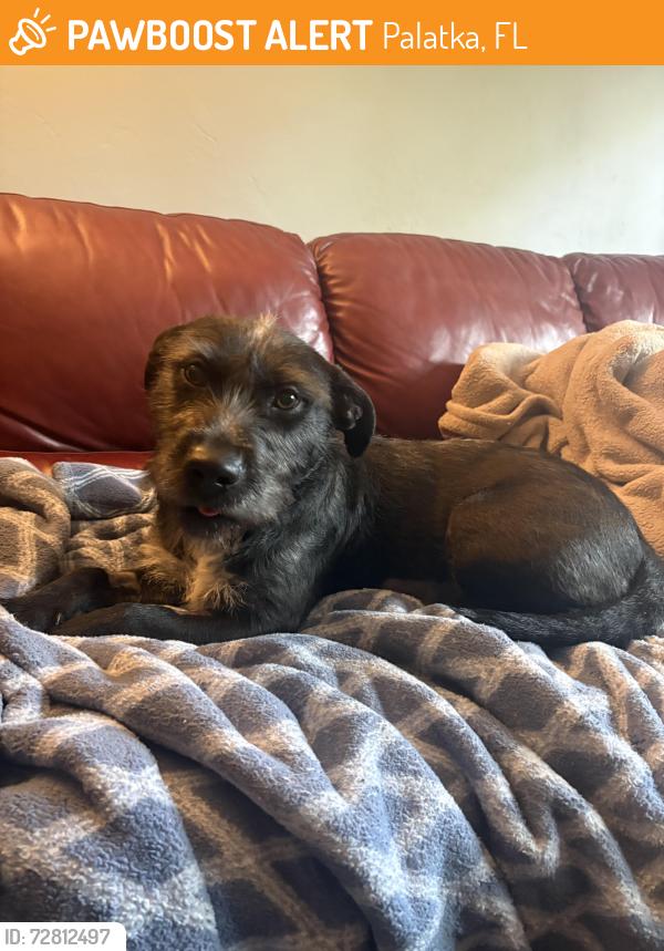 Found/Stray Female Dog last seen unknown, Palatka, FL 32177