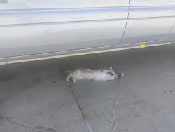 Found/Stray Unknown Cat last seen Mclaughlin, San Jose, CA 95122