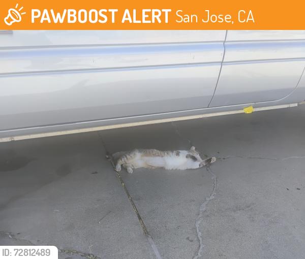 Found/Stray Unknown Cat last seen Mclaughlin, San Jose, CA 95122