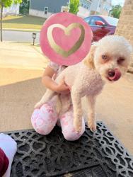 Lost Female Dog last seen Mckenzie dr, Lawrenceville, GA 30045