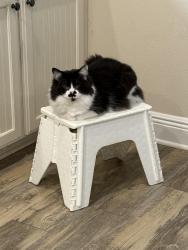 Lost Male Cat last seen Nelson St and Hickory St, Navarre, FL 32566