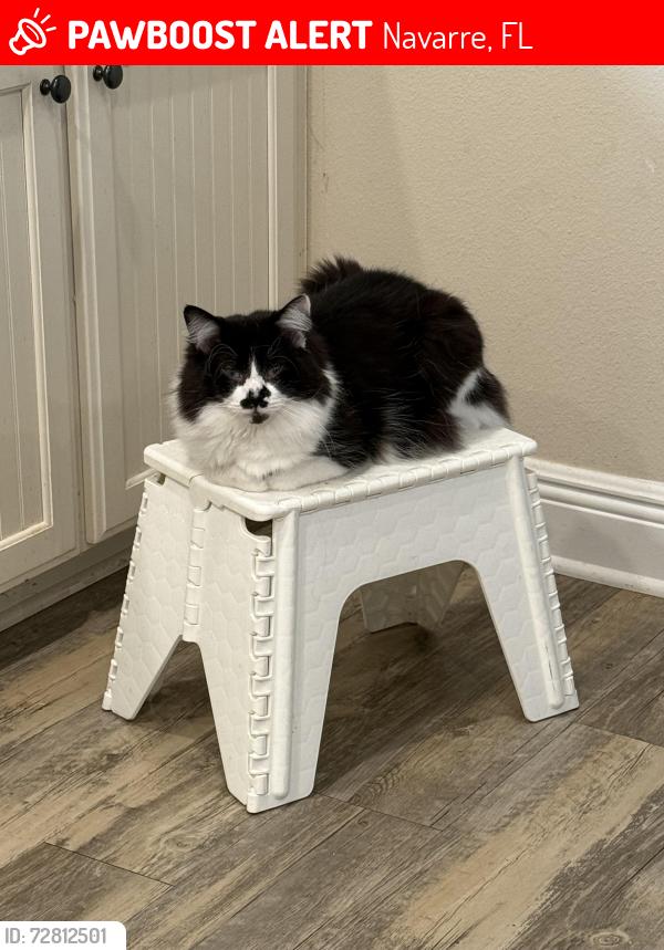 Lost Male Cat last seen Nelson St and Hickory St, Navarre, FL 32566