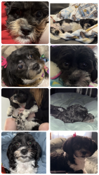 Lost Female Dog last seen Near S. Morgan st Bluffton, in, Bluffton, IN 46714