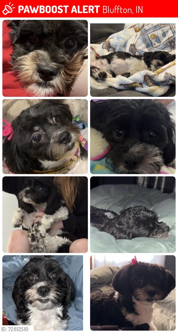 Lost Female Dog last seen Near S. Morgan st Bluffton, in, Bluffton, IN 46714
