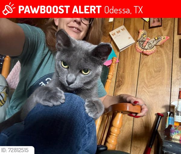 Lost Female Cat last seen University and Golder, Odessa, TX 79760