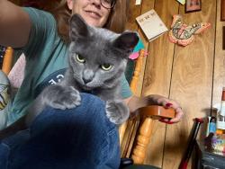 Lost Female Cat last seen University and Golder, Odessa, TX 79760