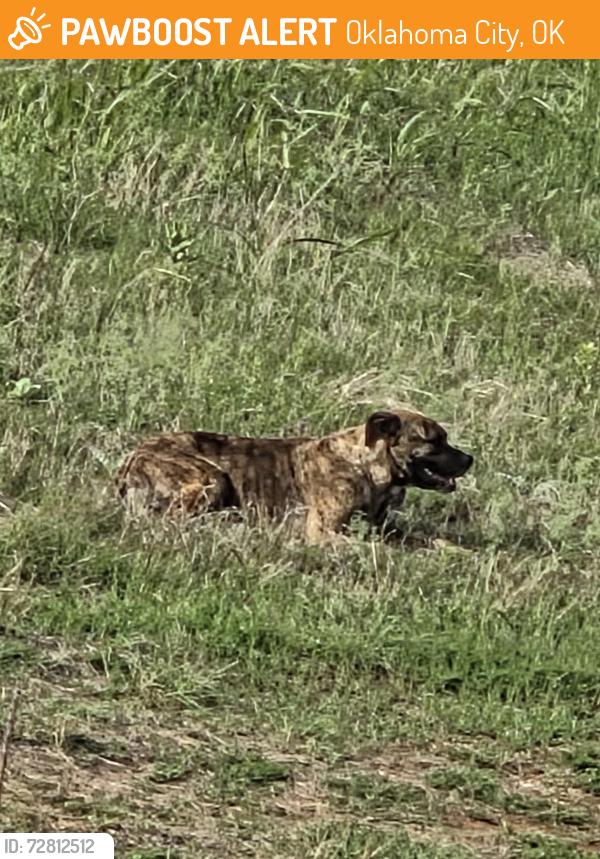 Found/Stray Unknown Dog last seen In the field behind Super Target on N Pennsylvania , Oklahoma City, OK 73134