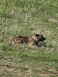 Found/Stray Unknown Dog last seen In the field behind Super Target on N Pennsylvania , Oklahoma City, OK 73134
