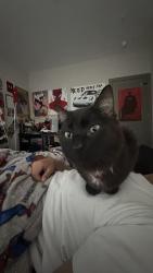 Found/Stray Male Cat last seen Woodruff Road, Simpsonville, SC 29681