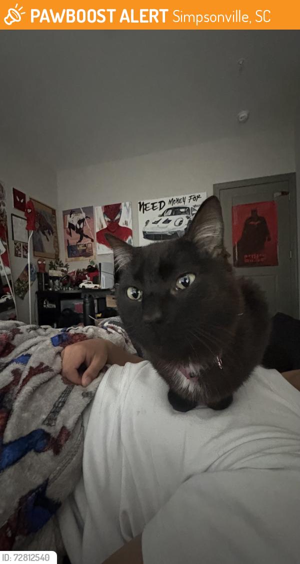 Found/Stray Male Cat last seen Woodruff Road, Simpsonville, SC 29681