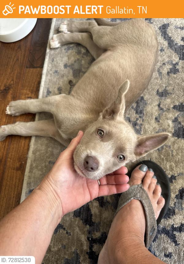 Found/Stray Female Dog last seen Plantation blvd and plantation pass, Gallatin, TN 37066