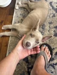 Found/Stray Female Dog last seen Plantation blvd and plantation pass, Gallatin, TN 37066