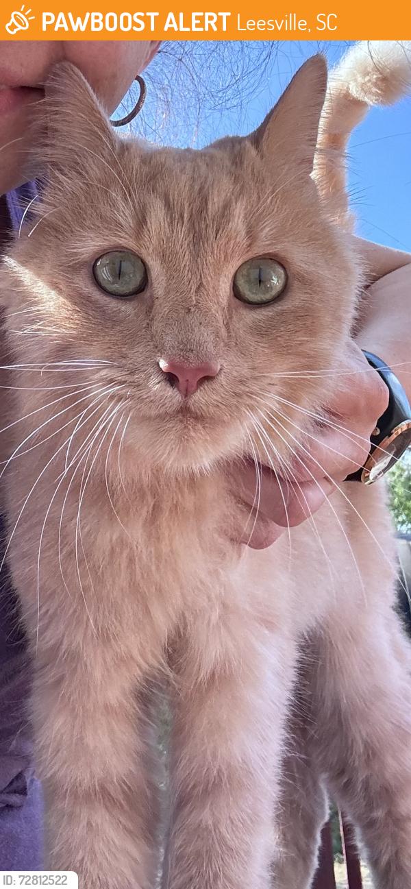 Found/Stray Male Cat last seen Near Elzie Hallman Rd., Leesville, SC 29070