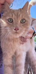 Found/Stray Male Cat last seen Near Elzie Hallman Rd., Leesville, SC 29070