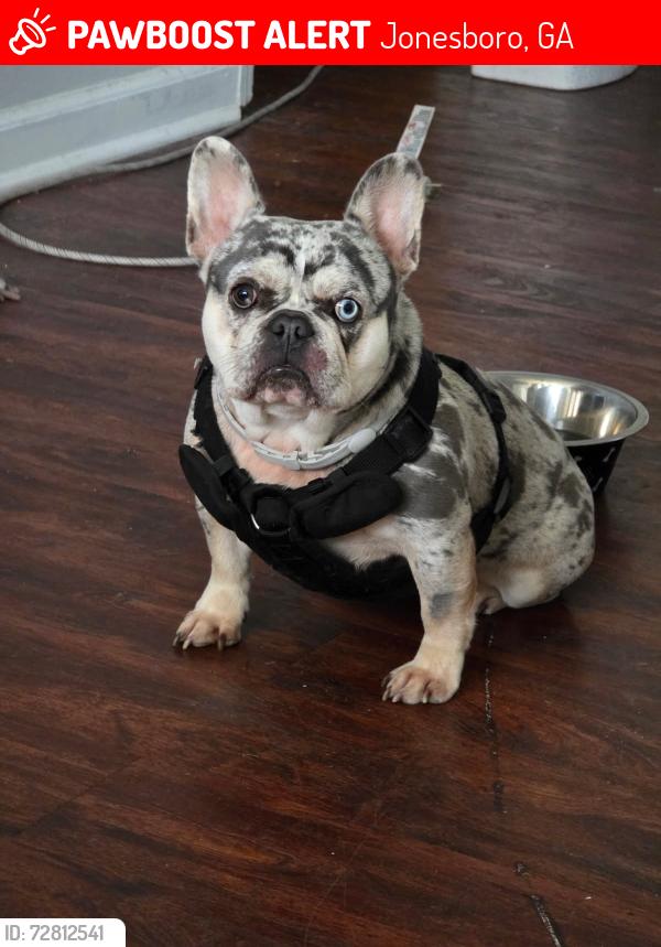 Lost Female Dog last seen irongate, tara roaf, Jonesboro, GA 30238