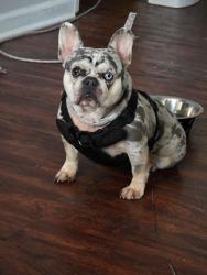 Lost Female Dog last seen irongate, tara roaf, Jonesboro, GA 30238