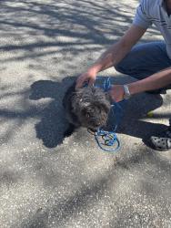 Found/Stray Unknown Dog last seen Barber Greene Road , Toronto, ON M3C