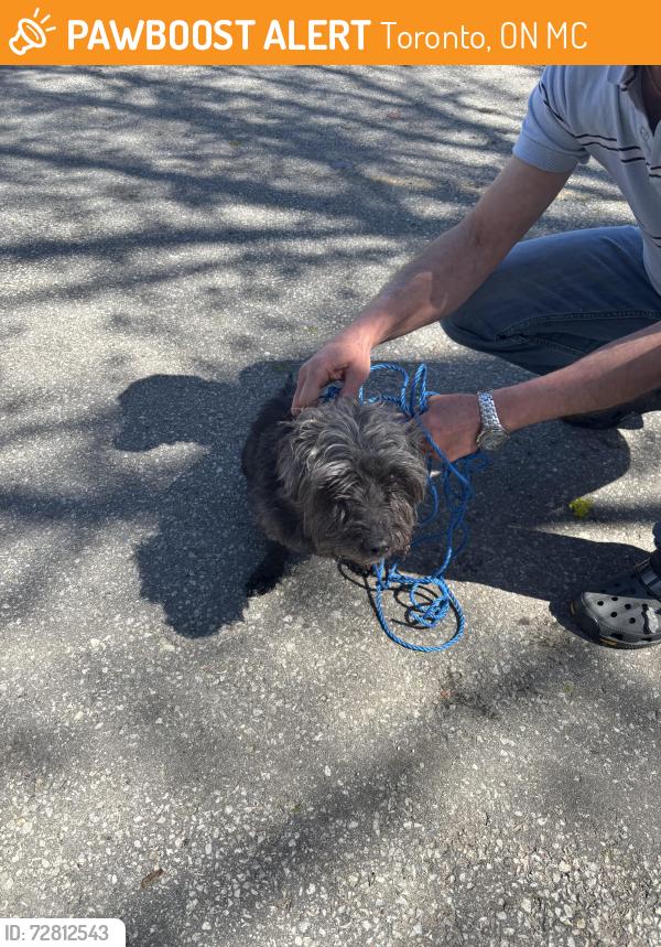 Found/Stray Unknown Dog last seen Barber Greene Road, Toronto, ON M3C