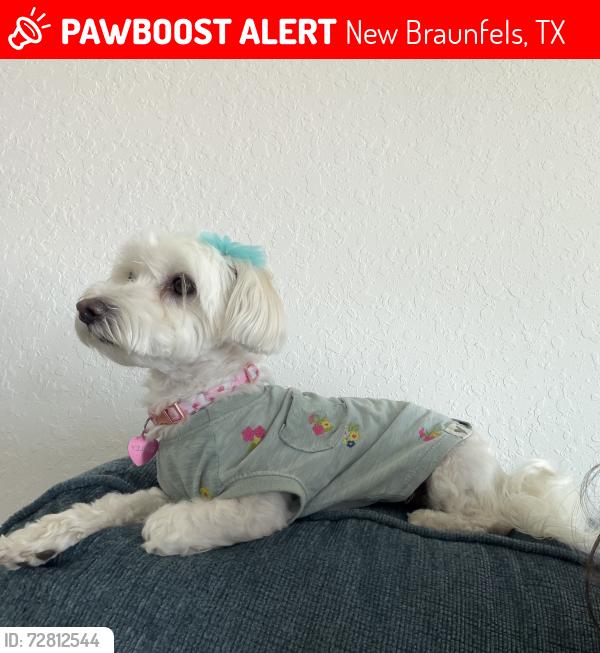 Lost Female Dog last seen Texas Roadhouse, New Braunfels, TX 78130
