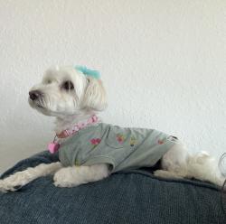 Lost Female Dog last seen Texas Roadhouse, New Braunfels, TX 78130