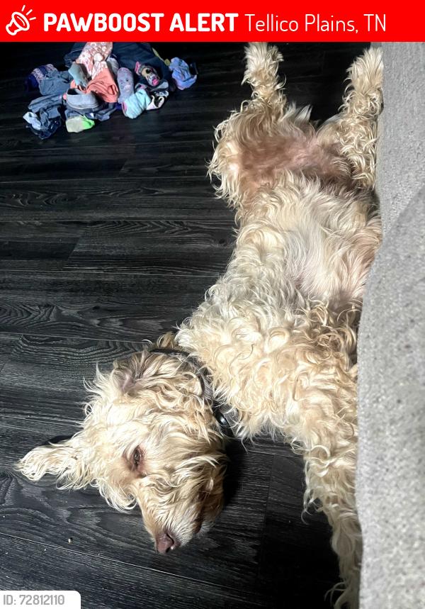 Lost Male Dog last seen Cleveland State Community College, Cleveland, TN 37311