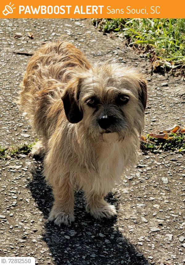 Found/Stray Male Dog last seen Courtland dr and Ruby dr 29617, Sans Souci, SC 29617