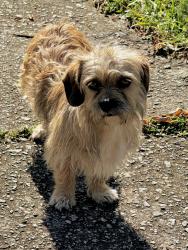 Found/Stray Male Dog last seen Courtland dr and Ruby dr 29617, Sans Souci, SC 29617