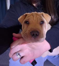 Found/Stray Male Dog last seen florida and meridian in the street by 7 eleven , Hemet, CA 92544