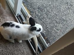Lost Male Rabbit last seen Sandy lane apmts, or cedar swamp road. , Warwick, RI 02889