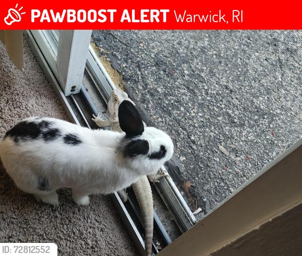Lost Male Rabbit last seen Sandy lane apmts, or cedar swamp road. , Warwick, RI 02889