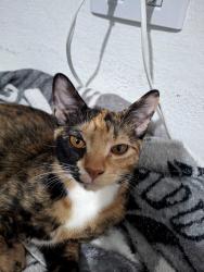Lost Female Cat last seen Rua Paraná Villa Santana, uma das ruas usadas entrar na Rua Goiás , Vila Santana, SP 13274-150