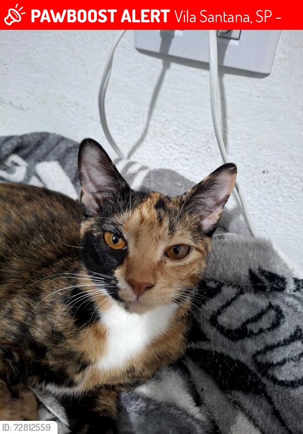 Lost Female Cat last seen Rua Paraná Villa Santana, uma das ruas usadas entrar na Rua Goiás , Vila Santana, SP 13274-150