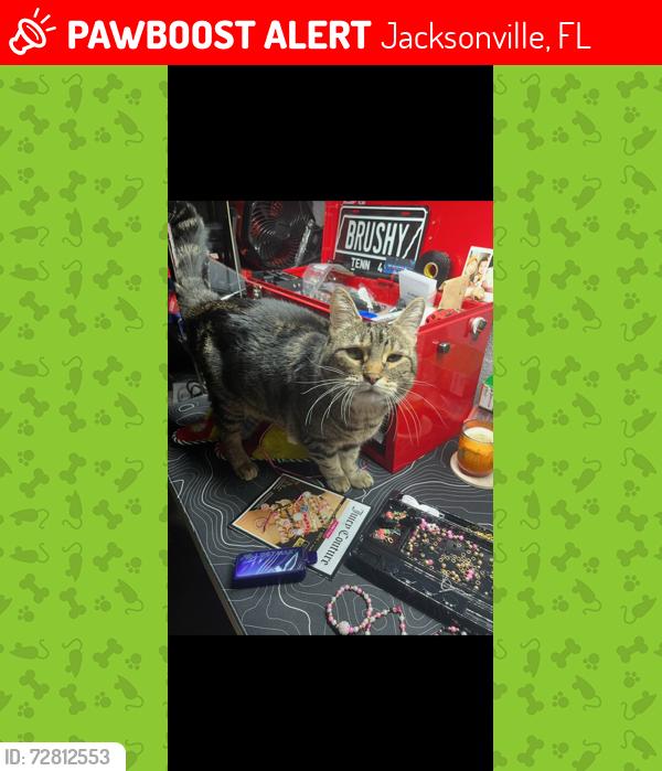 Lost Female Cat last seen in a neighborhood , Jacksonville, FL 32211