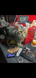 Lost Female Cat last seen in a neighborhood , Jacksonville, FL 32211