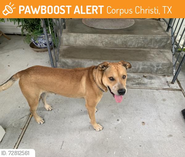 Found/Stray Male Dog last seen Laurel and lawnview, Corpus Christi, TX 78404