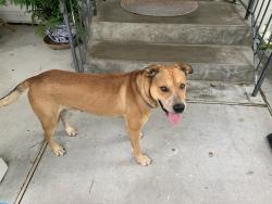Found/Stray Male Dog last seen Laurel and lawnview, Corpus Christi, TX 78404