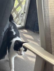 Found/Stray Male Cat last seen Nw 28th street and El Dorado north, Cape Coral, FL 33993