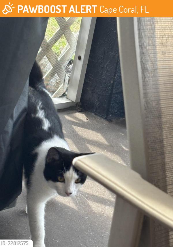 Found/Stray Male Cat last seen Nw 28th street and El Dorado north, Cape Coral, FL 33993