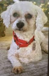 Reunited Female Dog last seen Crossing Horseshoe Trail Rd, Denver , Denver, PA 17517