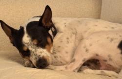 Lost Male Dog last seen Ballast point park, Tampa, FL 33611