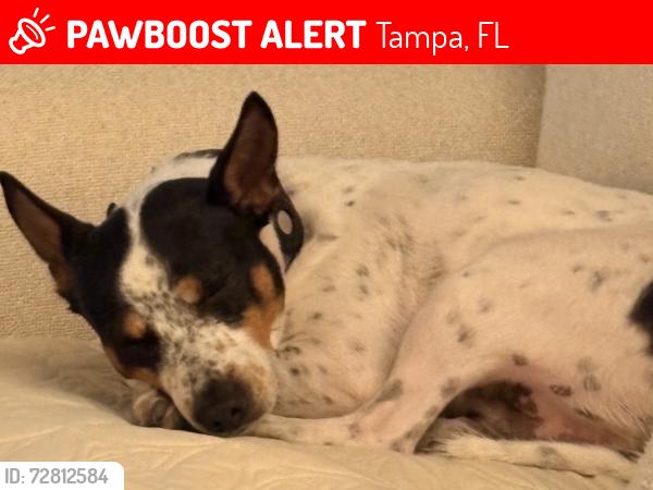Lost Male Dog last seen Ballast point park, Tampa, FL 33611