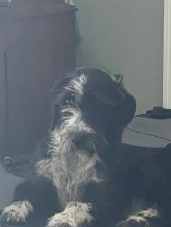 Found/Stray Unknown Dog last seen Minnesota, Lynn Haven, FL 32444