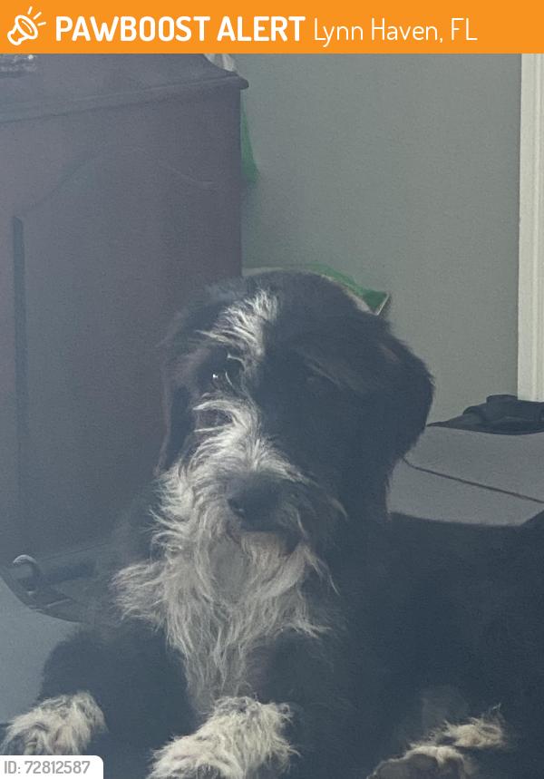 Found/Stray Unknown Dog last seen Minnesota, Lynn Haven, FL 32444