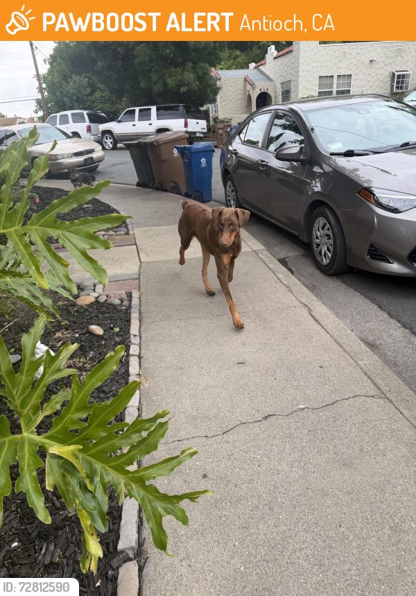 Found/Stray Unknown Dog last seen Near W 11th Street Antioch CA, Antioch, CA 94509