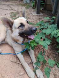 Found/Stray Male Dog last seen Near miller grove middle school , DeKalb County, GA 30038