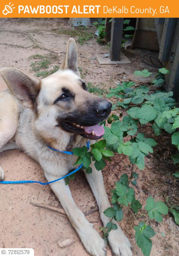 Found/Stray Male Dog last seen Near miller grove middle school , DeKalb County, GA 30038