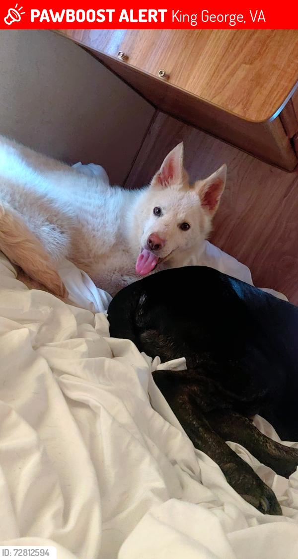 Lost Male Dog last seen Longfield and ridge road, King George, VA 22485